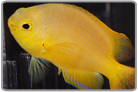 Lemon Damselfish